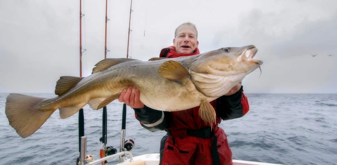 Rapala Murray Cod Fishing Baits, Lures & Flies for sale